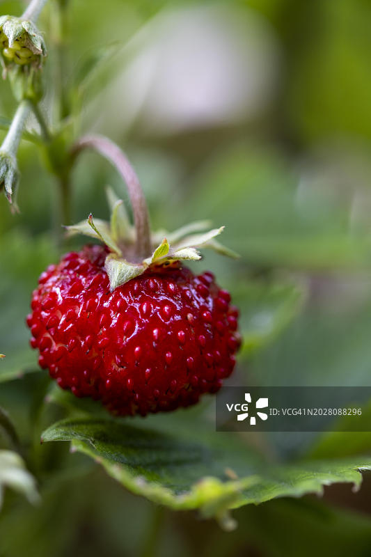 森林草莓(Fragaria vesca),上巴伐利亚,巴伐利亚,德国,欧洲图片素材