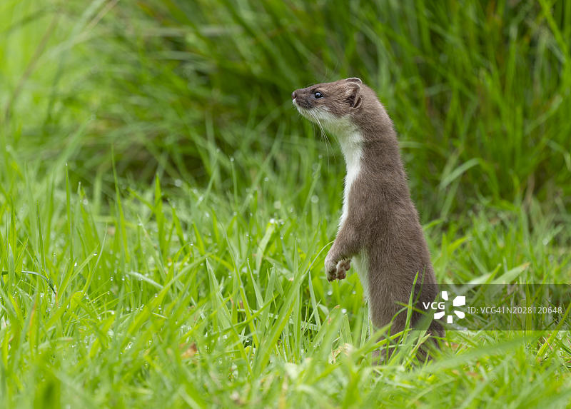 白鼬，正在寻找配偶并专注地观察，德国下萨克森州图片素材