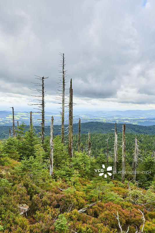 德国巴伐利亚森林卢森山上挪威云杉和彩色欧洲蓝莓的植被图片素材