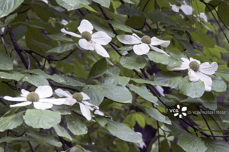 太平洋花水木图片素材
