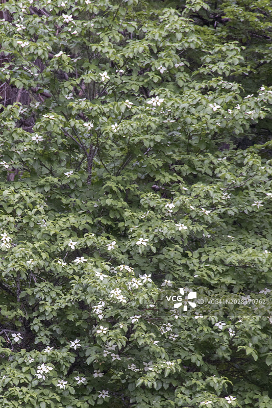 太平洋山茱萸树盛开图片素材