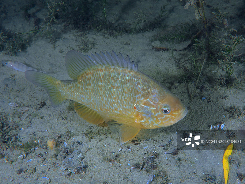 南瓜籽太阳鱼，潜水点，瑞士苏黎世湖图片素材