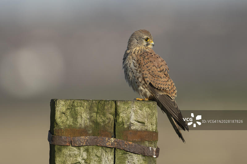 肯特郡木桩上的成年雄性红隼图片素材