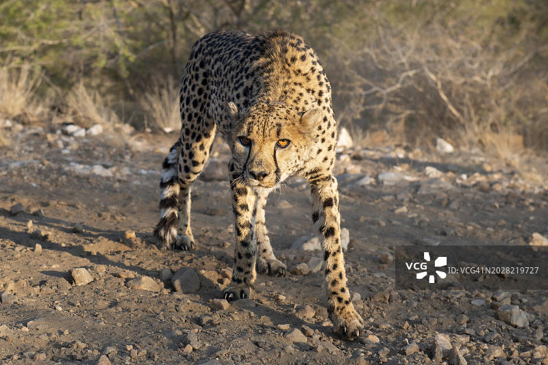 纳米比亚霍马斯地区的猎豹，呈威胁姿势图片素材