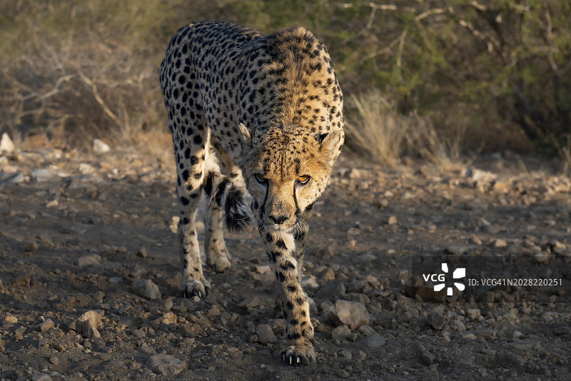 纳米比亚霍马斯地区的猎豹，呈威胁姿势图片素材