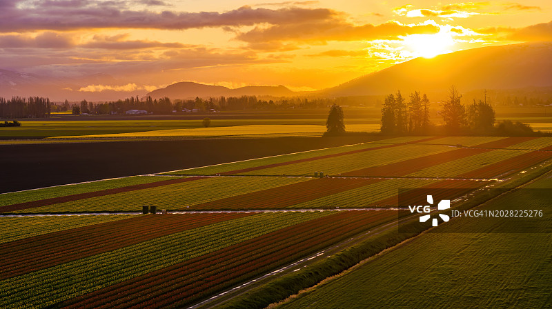 斯卡吉特山谷郁金香田日出航拍图片素材