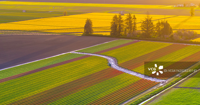 斯卡吉特河谷郁金香节清晨花田航拍图片素材