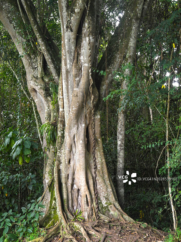 榕树皮，丛林中的热带树木图片素材