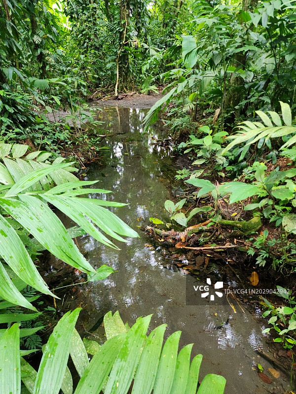 迷人的热带雨林图片素材