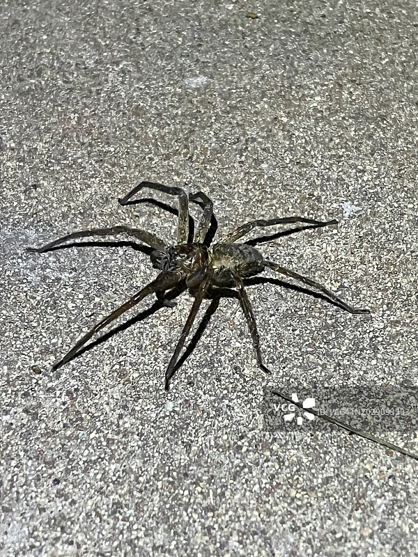 夜间蜘蛛图片素材