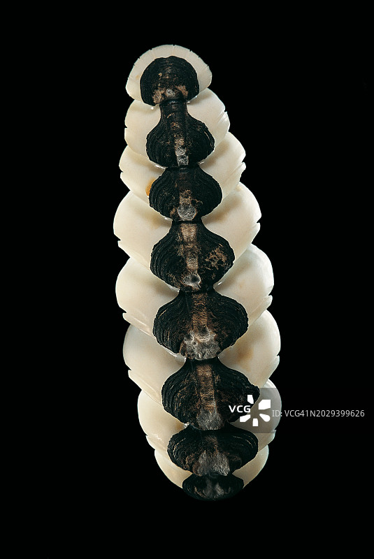 古氏石鳖图片素材