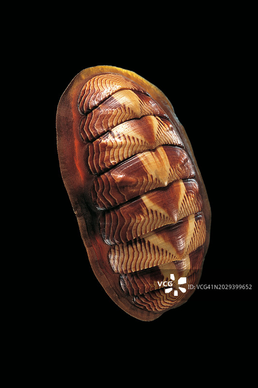 线石鳖图片素材