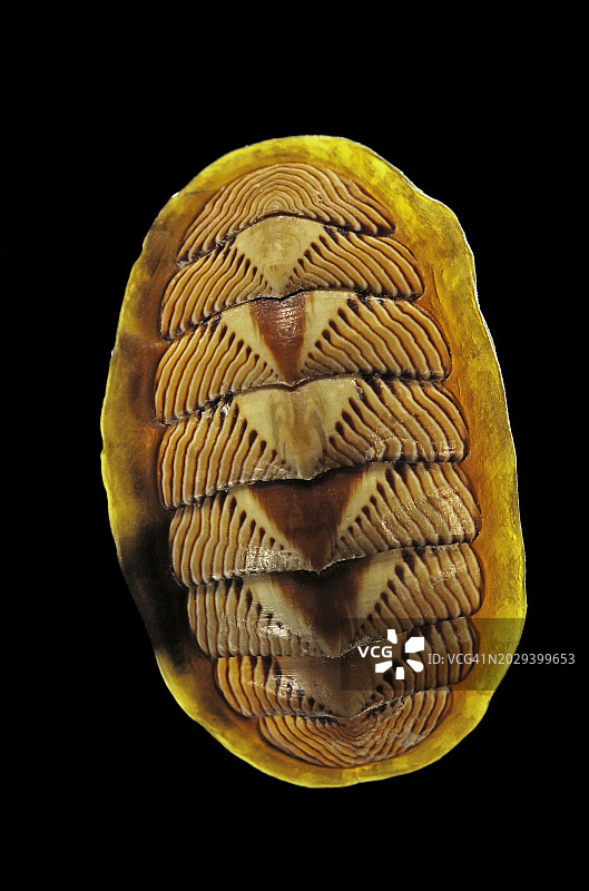 线石鳖图片素材