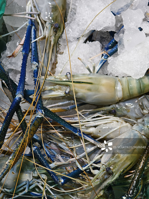 零售店中堆积待售的海鱼图片素材