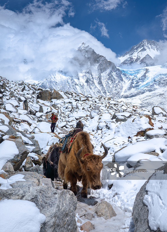 珠穆朗玛峰大本营小路上的牦牛图片素材