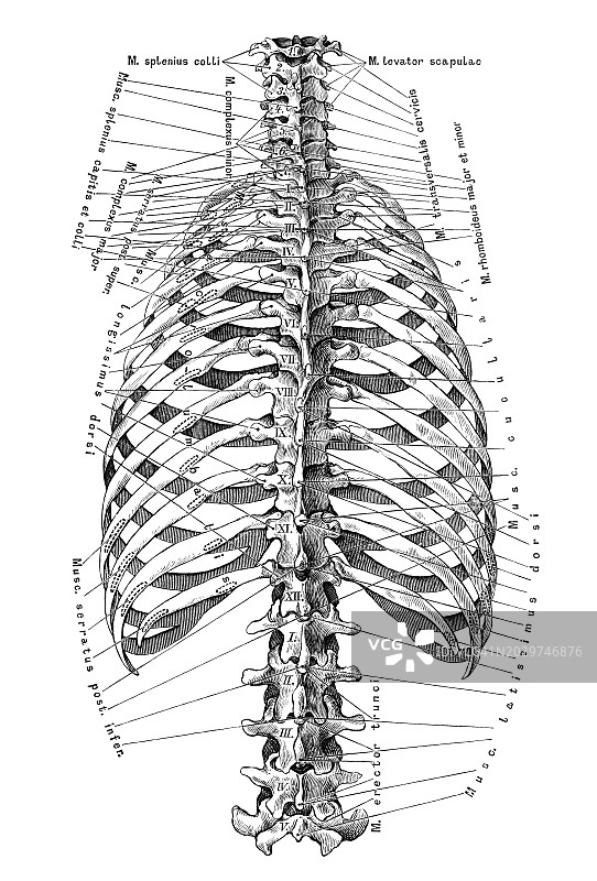 老式雕刻插图：人体脊椎和肋骨骨骼图片素材