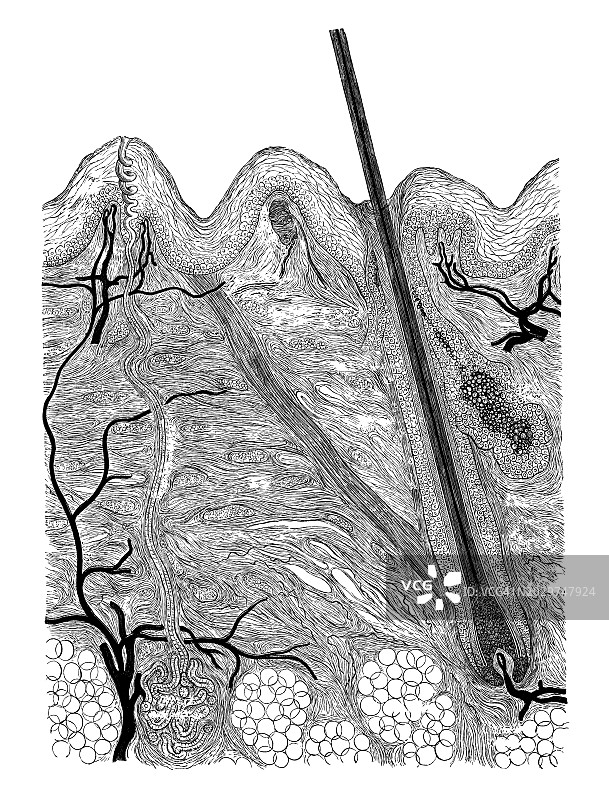 人体皮肤垂直横截面古老雕刻插画图片素材