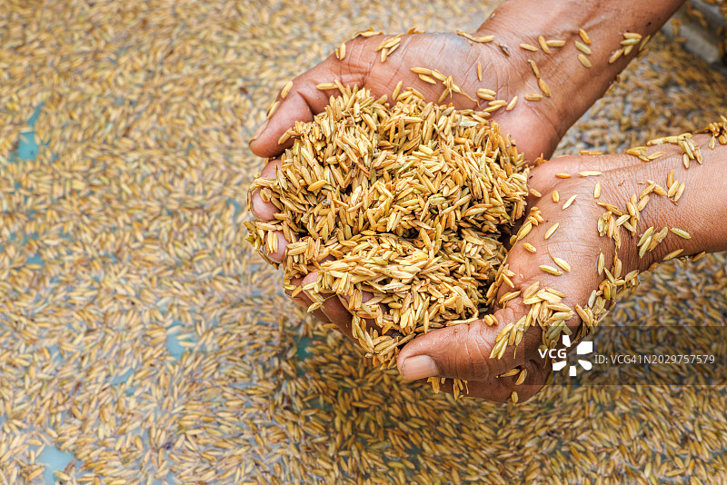 农民手捧稻谷图片素材