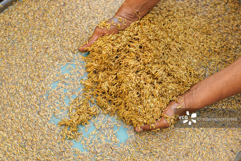 农民手捧稻谷图片素材