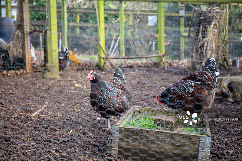 鸡舍内的鸡：从带金属丝网的外部观察图片素材