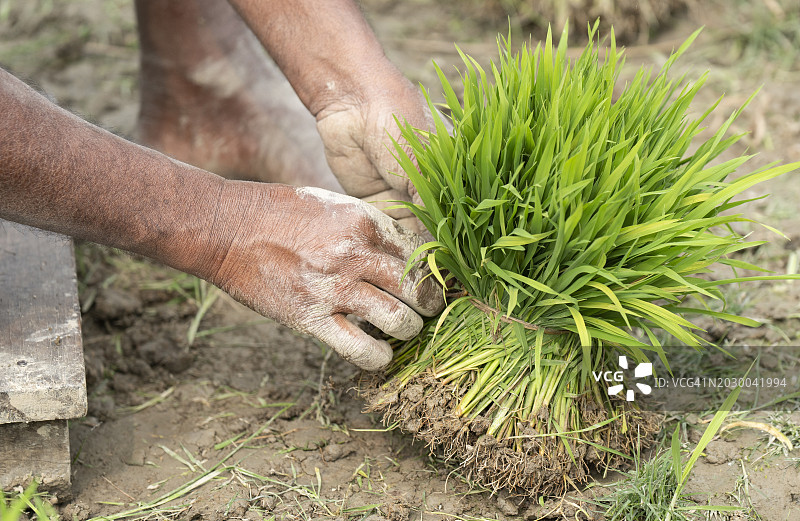 稻田里的秧苗图片素材