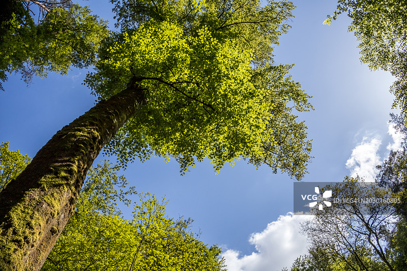 从孔斯多夫到埃希特纳赫E1徒步旅行中的山毛榉树冠图片素材