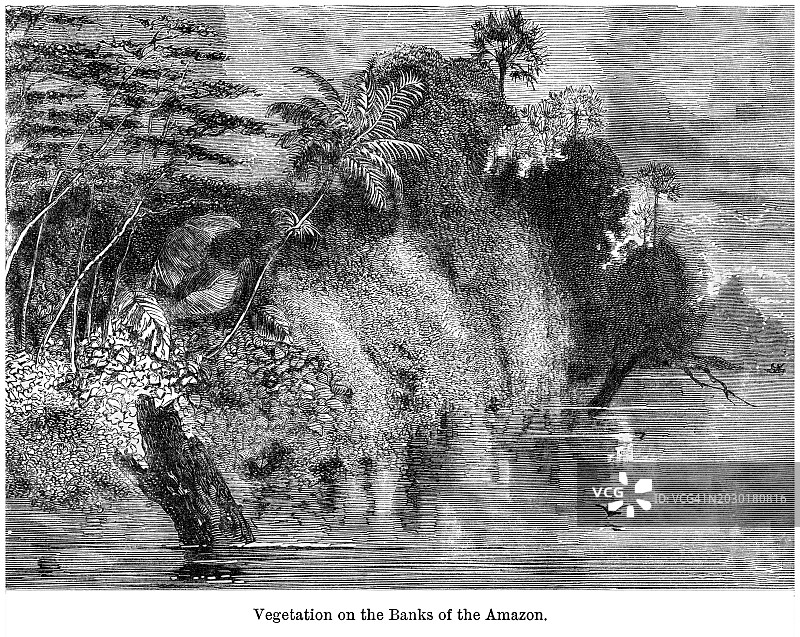 亚马逊河岸边植被的古老版画插图图片素材