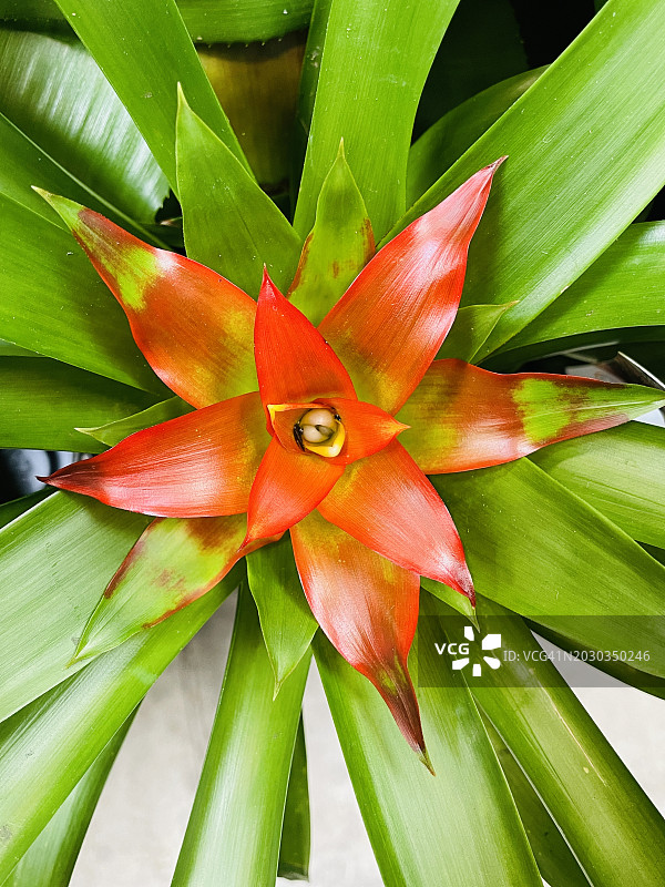 红色开花植物特写，美国佛罗里达州图片素材