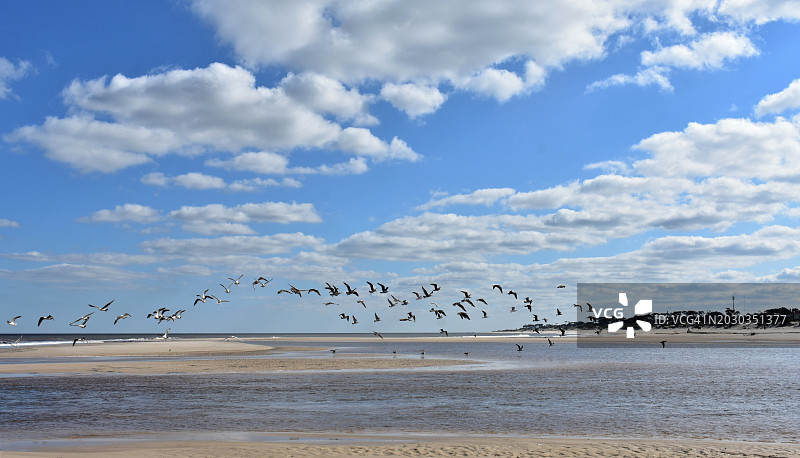 乌拉圭卡内洛内斯省：天空中飞鸟的低角度景观图片素材
