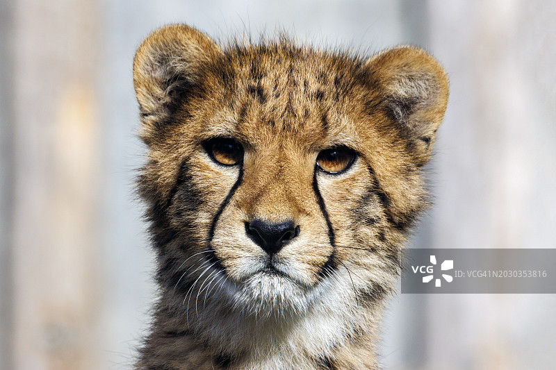 狮子特写图片素材