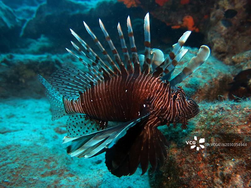 特写：热带海水狮子鱼在海中游泳图片素材