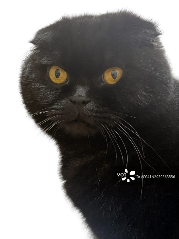 白色背景下的黑猫特写图片素材