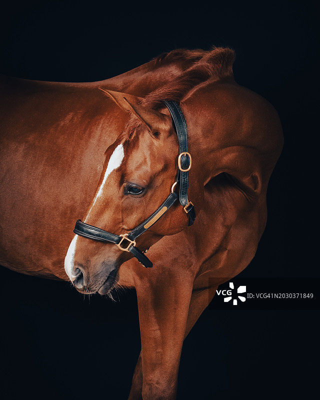 特写：黑色背景下的马图片素材