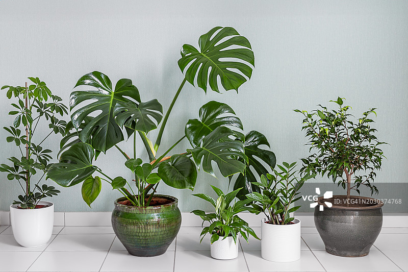 白色背景桌子上的盆栽植物特写，法国图片素材