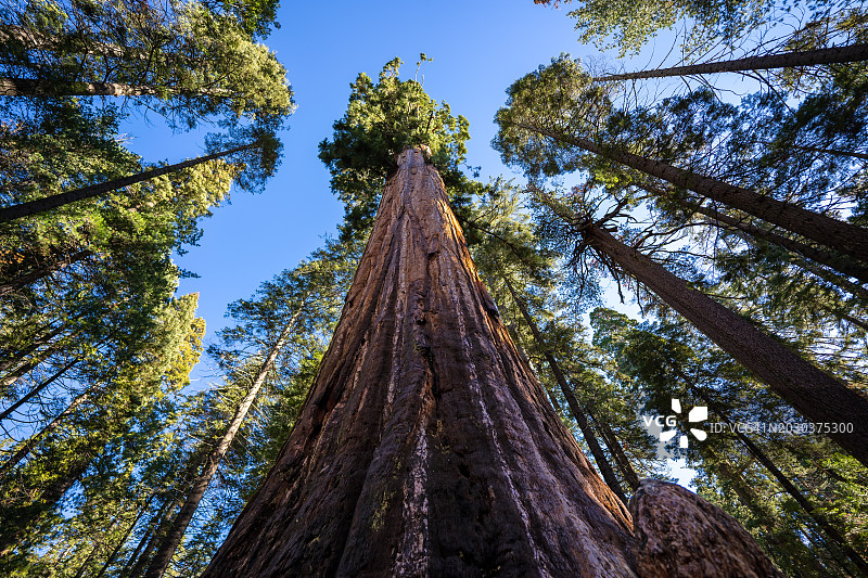 加利福尼亚州阿诺德森林中的竹林仰视角度图片素材