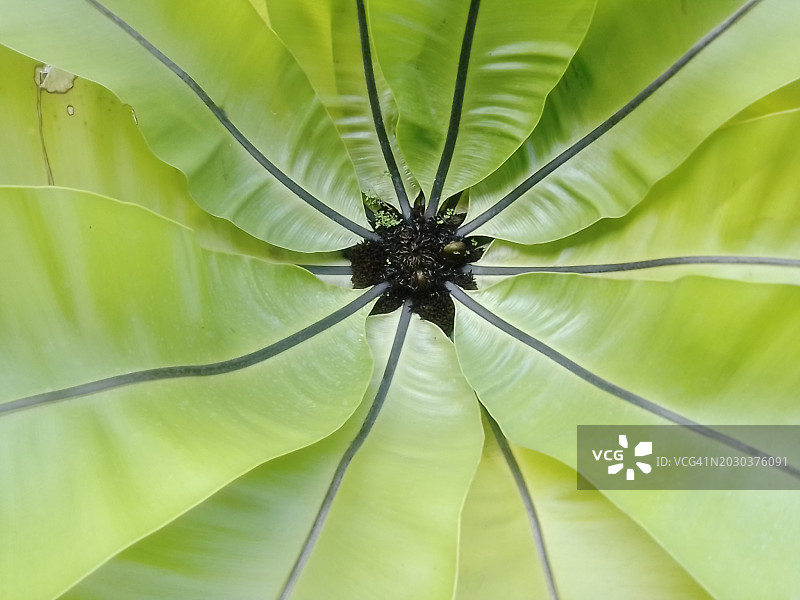 叶子特写镜头图片素材