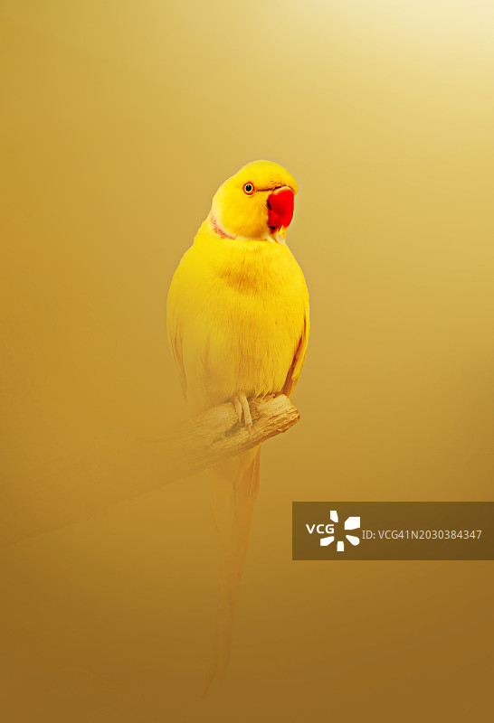 黄色背景上的黄色鹦鹉特写图片素材