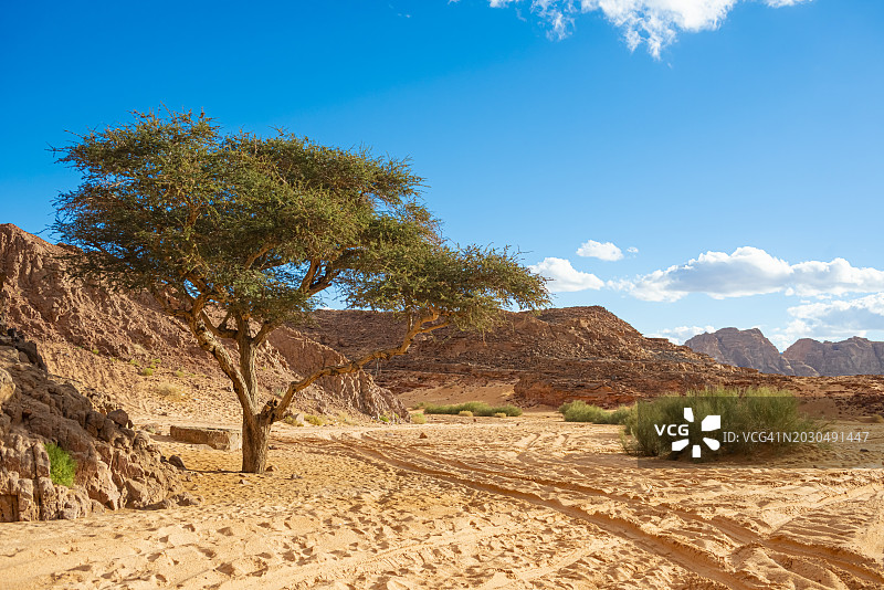 沙漠中孤独的老树，埃及西奈达哈布图片素材