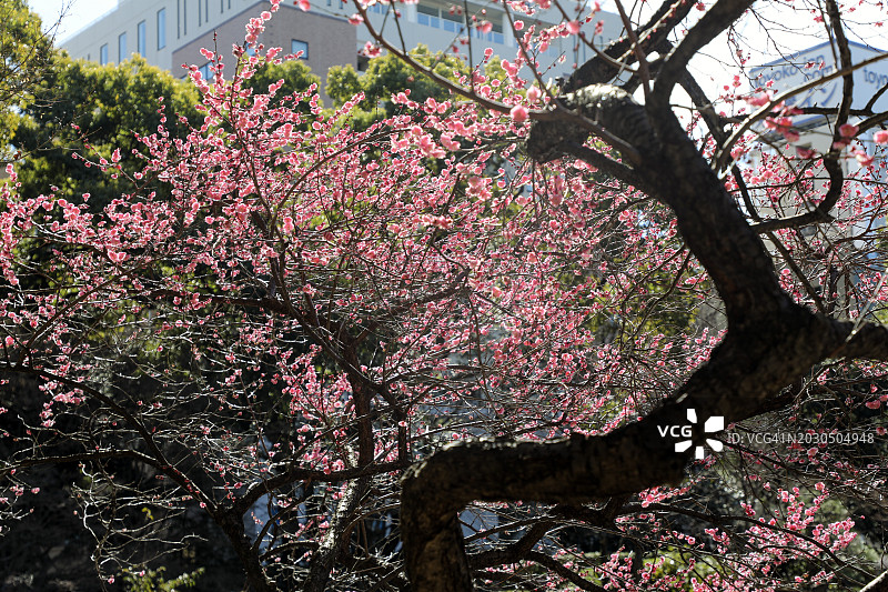 横滨的梅花：春天的序曲图片素材