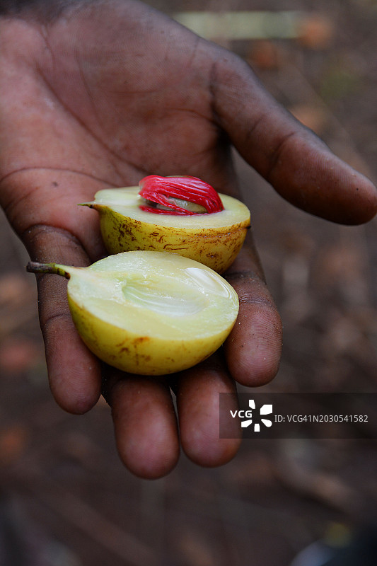 男人手中的肉豆蔻图片素材