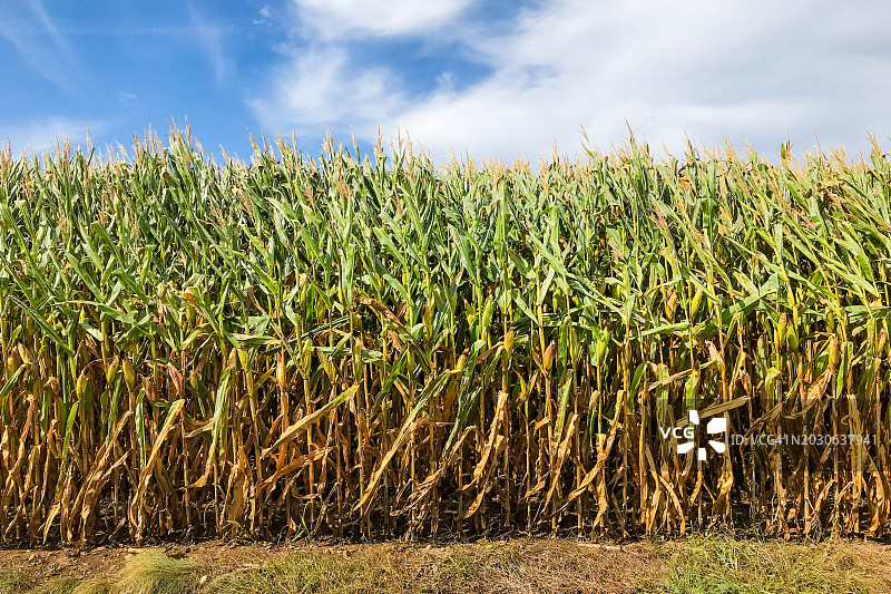 玉米种植园图片素材