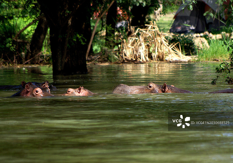 一群半淹没在水中的河马特写图片素材