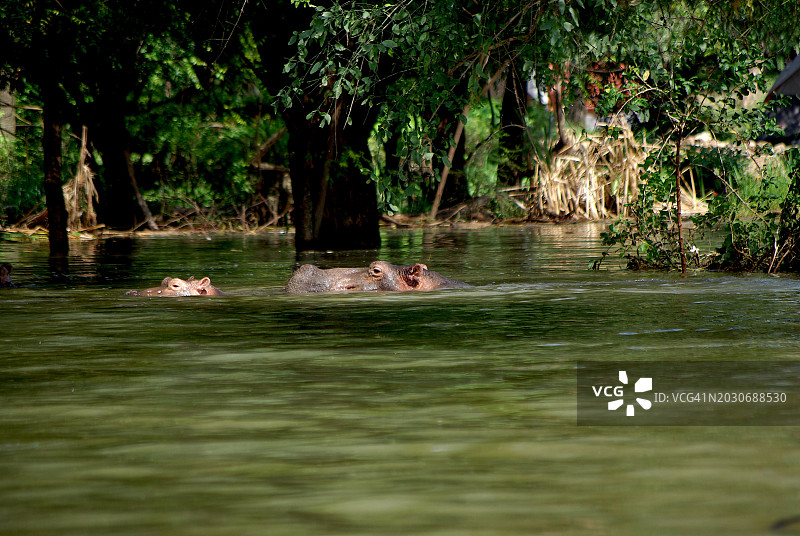 半 submerged 河马头部图片素材