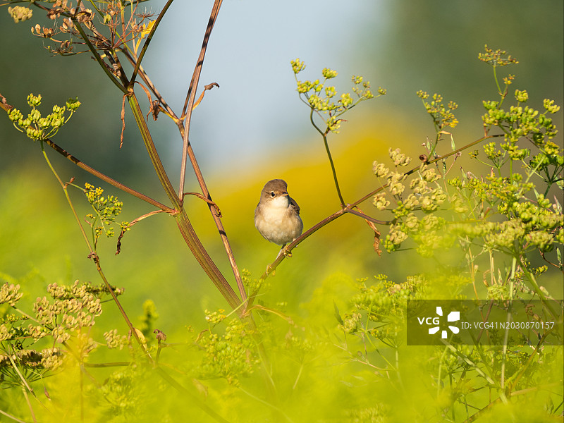 棕色鸣禽栖息在黄色草地开花植物的树枝上图片素材