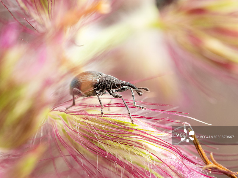 小象鼻虫栖息在粉色柔和的狼尾草花上的特写镜头图片素材