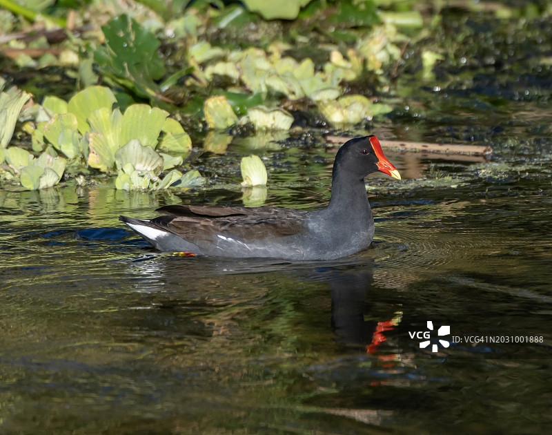 黑水鸡_1图片素材