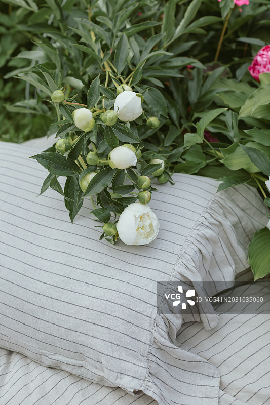 夏季花园中，花丛旁日光浴床上的枕头，白俄罗斯图片素材