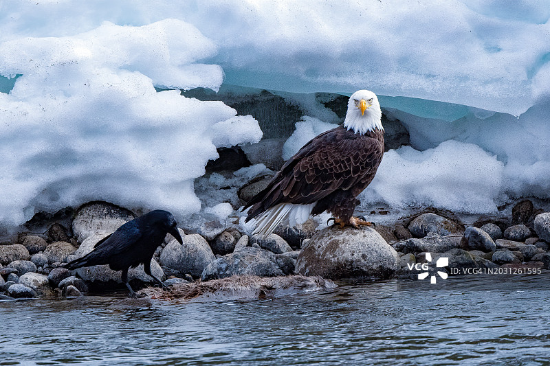 北美洲美国蒙大拿州黄石河岩石上的秃鹰图片素材