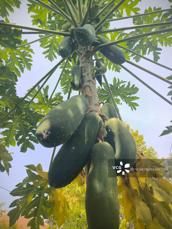 天空下的木瓜树上的木瓜果实图片素材