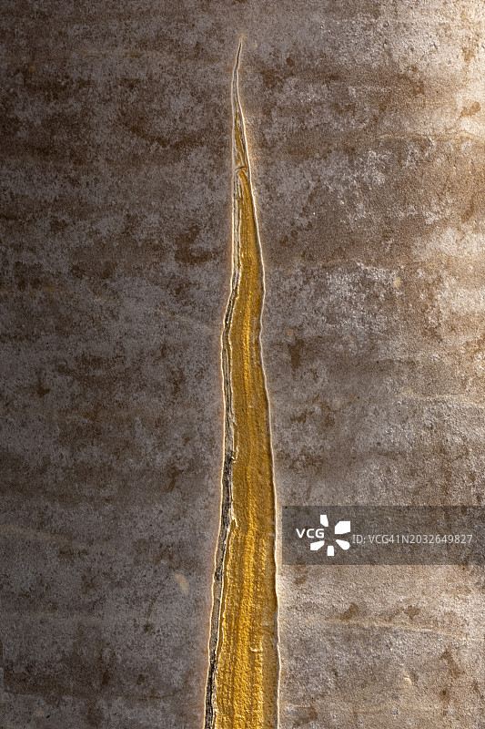 纳米比亚箭筒树树皮细节图图片素材